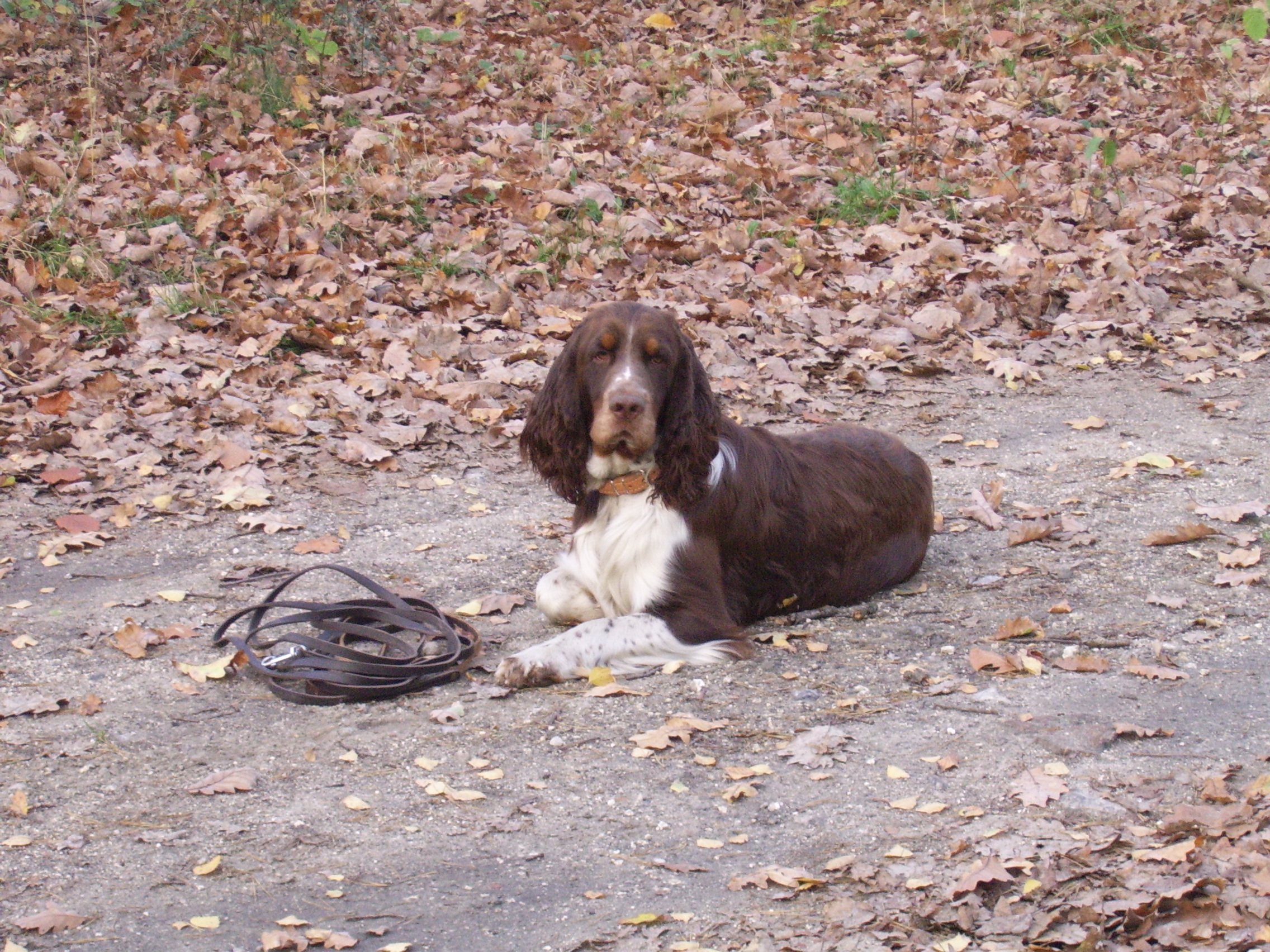 Springer Spaniel.JPG